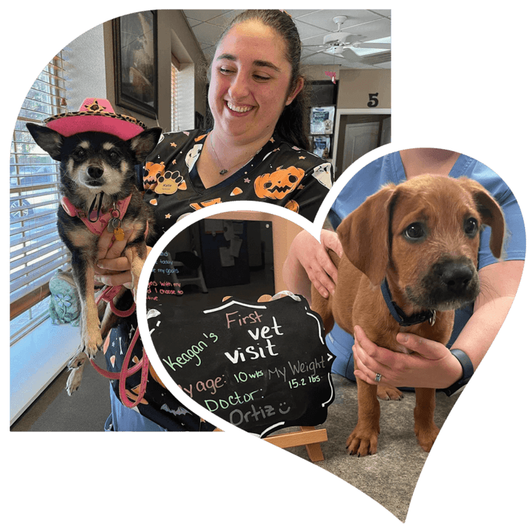 Veterinarian in New Port Richey, FL Country Oaks Animal Hospital