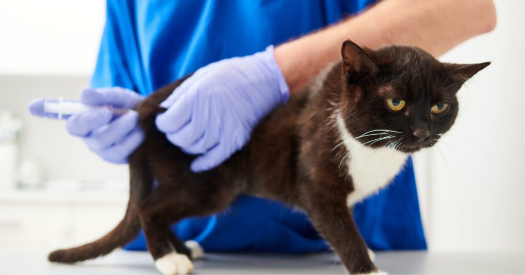 black and white cat getting vaccinated
