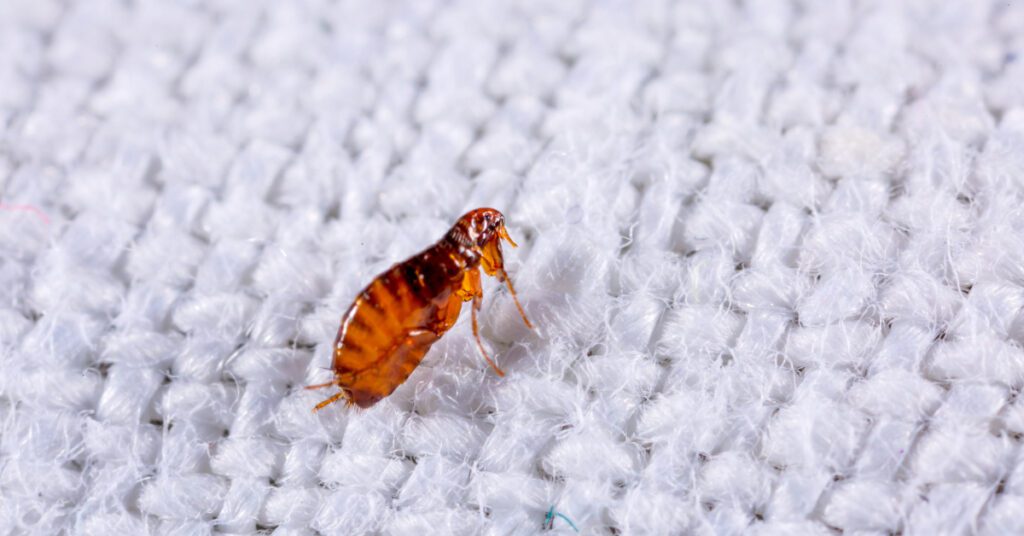 close up image of a flea on a white textured background