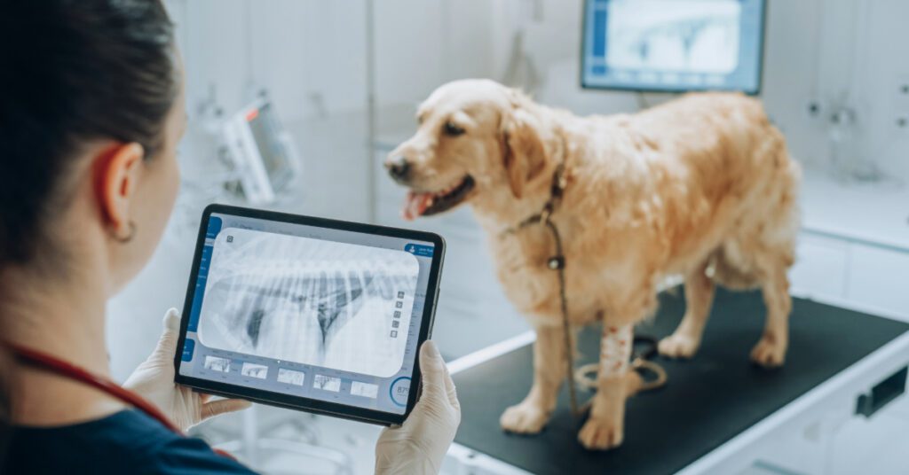 veterinarian looking at x-ray of golden retriever