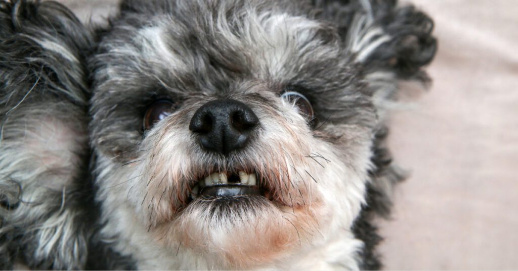 small gray and white dog showing off smile missing one tooth