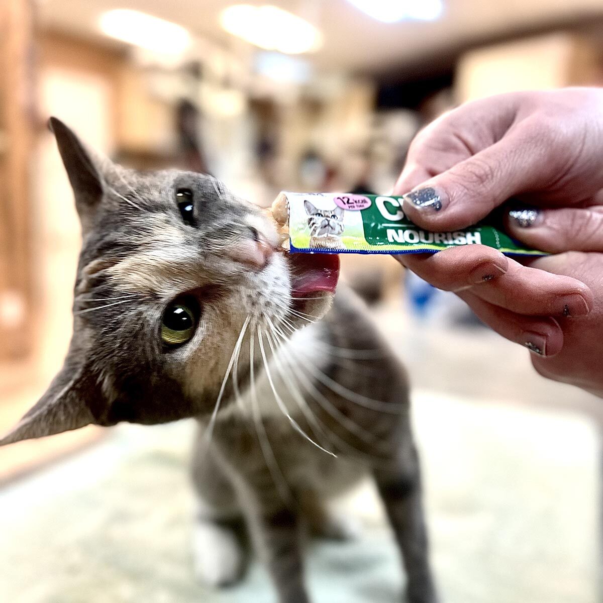 cat eating treats