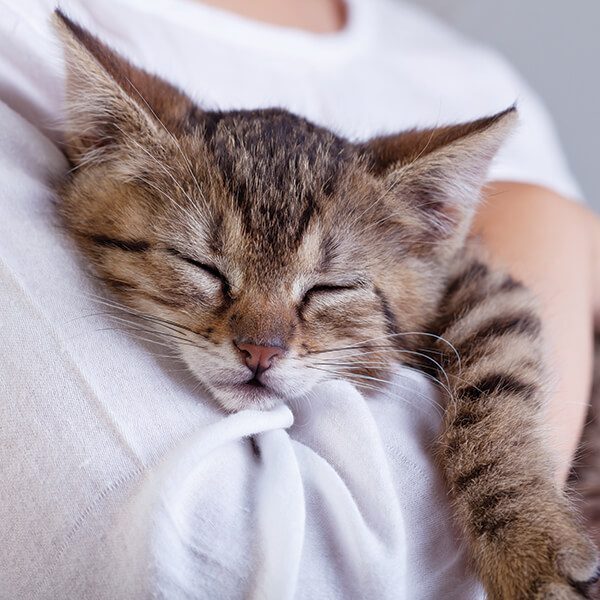 Cat Sleeping In Arms