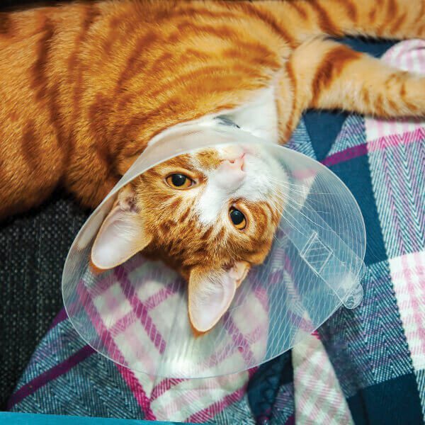 Cat With Cone