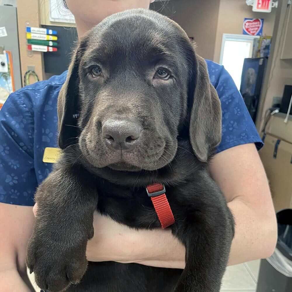 Chubby Puppy Chubby Puppy