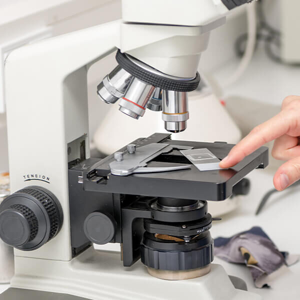 cat-and-dog-x-rays-new-port-richey Looking At Microscope Slide