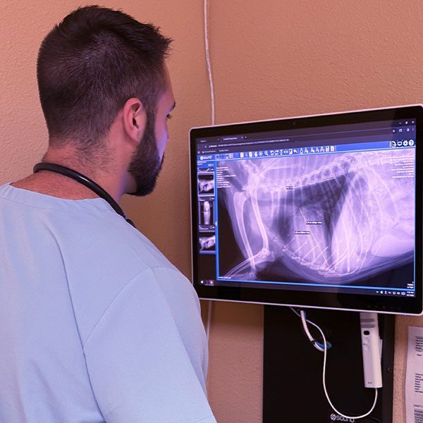 male veterinarian examining pet x-ray of ribs on computer screen male veterinarian examining pet x-ray of ribs on computer screen