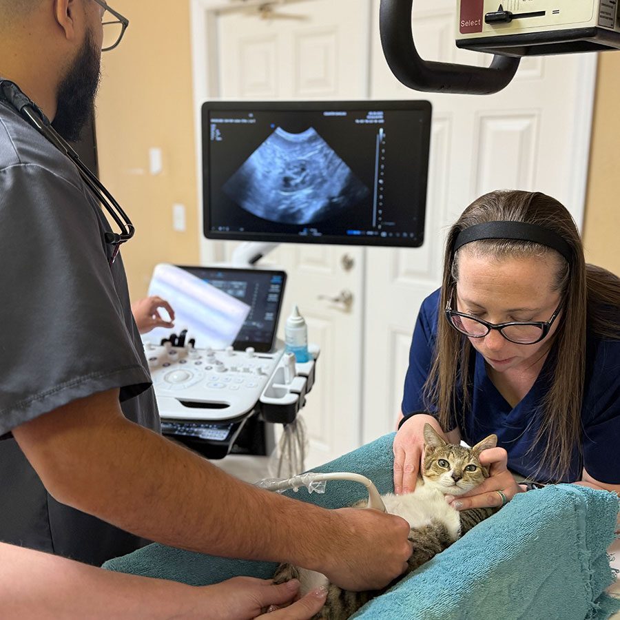 male veterinarian performing abdominal ultrasound on cat while female staff member holds and comforts cat male veterinarian performing abdominal ultrasound on cat while female staff member holds and comforts cat